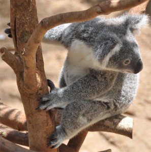 koala