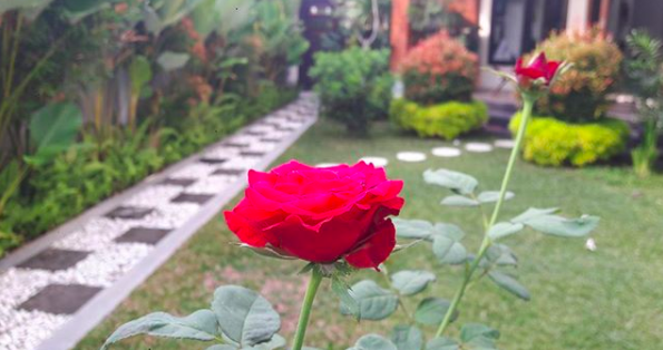 Menceritakan Indonesia